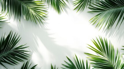 Palm Leaves Framing a White Background with Shadowy Lines