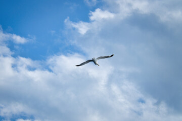 Seagull flying in the sky. White clouds in the background. Bird from the coast.