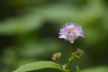 ミゾソバの花