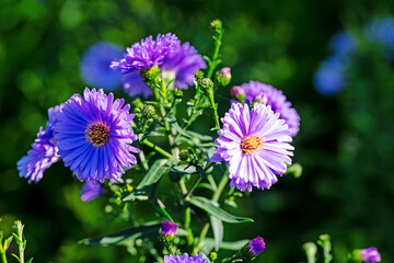 Blühende Herbstastern, Symphyotrichum, im Garten