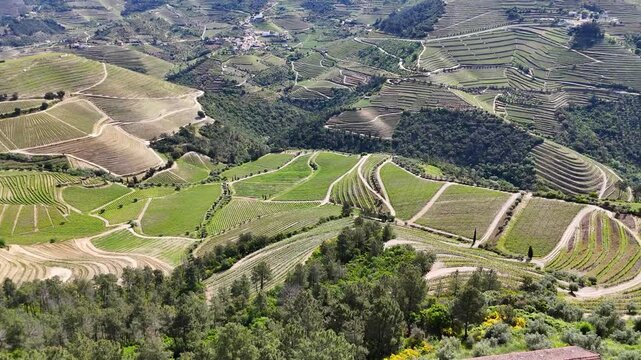 Aerial view of terraced Douro Vineyards on a sunny day, Douro, Vineyards, Portugal, Terraces, Summer