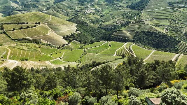 Aerial view of terraced Douro Vineyards on a sunny day, Douro, Vineyards, Portugal, Terraces, Summer