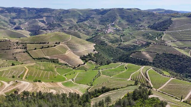 Aerial view of terraced Douro Vineyards on a sunny day, Douro, Vineyards, Portugal, Terraces, Summer