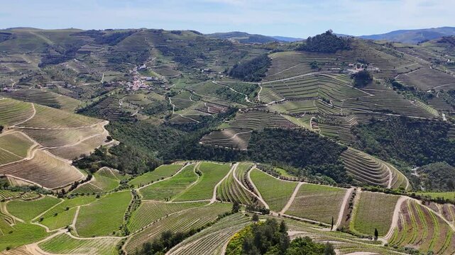 Aerial view of terraced Douro Vineyards on a sunny day, Douro, Vineyards, Portugal, Terraces, Summer