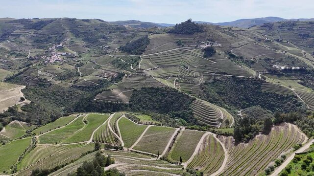 Aerial view of terraced Douro Vineyards on a sunny day, Douro, Vineyards, Portugal, Terraces, Summer