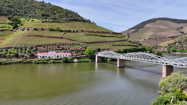 Aerial view of terraced Douro Vineyards on a sunny day, Douro, Vineyards, Portugal, Terraces, Summer