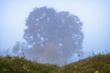 Autumn park in fog, early morning. Paths in the park, European nature. Dawn in the haze
