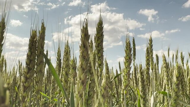 agricultural sustainability goals, wheat agriculture field, agricultural risk management, wheat agronomy research, rural community development, grain crop rotation, agricultural knowledge sharing