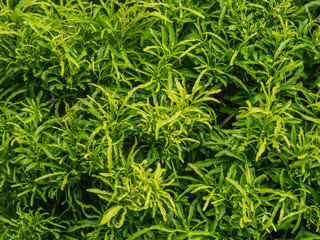 Euodia ridleyi rutaceae texture