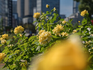 中之島公園バラ園