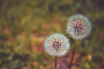dandelion on a meadow