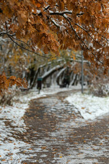 The first snow in the autumn park.A cloudy day in November.Yellow foliage on the trees, park paths in the snow, autumn landscape.