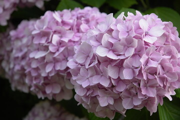 pink hydrangea flower