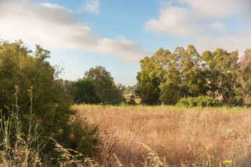 Obraz premium beautiful scenery with a dry field and trees with green leaves