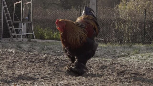 vid&eacute;o d'un coq g&eacute;ant de race brahma avec une poule brahma 