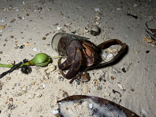 A hermit crab was found using broken drinking glass to make its house instead of a shell at Mu Ko Surin National Park in Thailand.