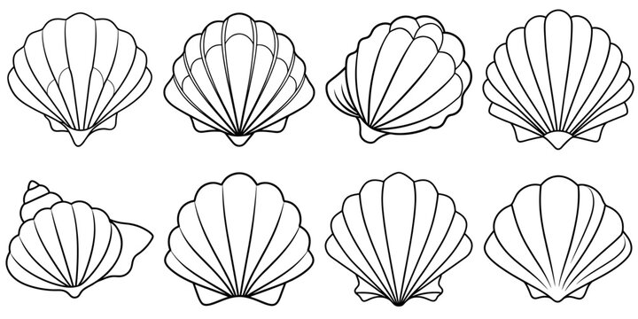 line art vector illustration collection of seashell . isolate on a white background. SVG and PNG
