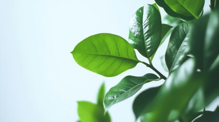 green leaves background