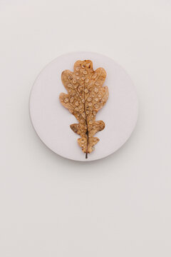 A brown oak leaf with rain drops on it.