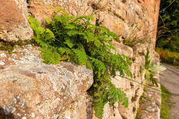 A green plant grows out of a stone wall in the English countryside
