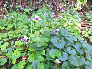 Viola hederacea bushes bloom in a city flowerbed.