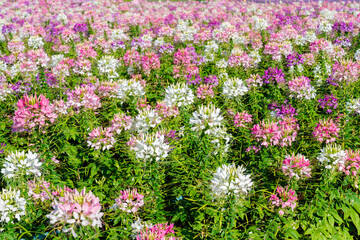 Cleome hassleriana flower on the flowerbed in the garden. Species of Cleome are commonly known as spider flowers