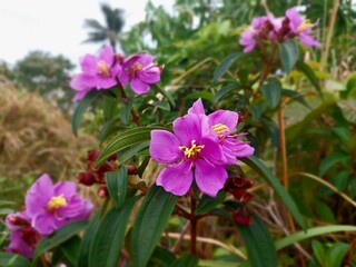 Beautiful blooming melastoma malabathricum that grow in Indonesia forest. This flower is also called senduduk by Indonesians.