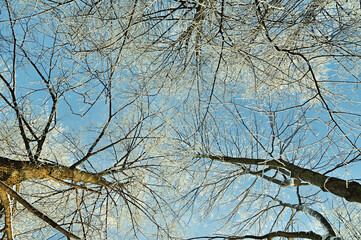 Winter forest landscape. Frosty tops of winter forest trees extending to the blue sky in winter day...
