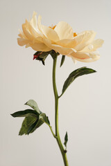 Obraz premium Elegant pale yellow peony flower over white background. Minimalist simple close up view flower