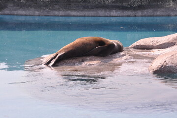 Obraz premium Young seal sleeping on the rock