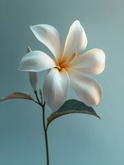 Obraz premium flower