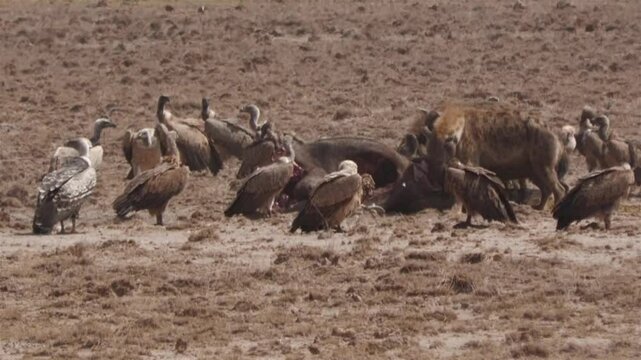 Scavengers feeding on a wildebeest in the african savannah 
