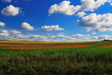 Fototapeta premium Carrot Field in Agricultural Landscape under Blue Sky with White Clouds