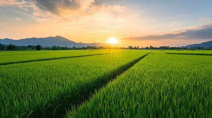 Obraz premium Stunning Sunset over Expansive Green Rice Paddy Fields in Tranquil Rural Landscape