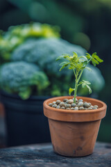broccoli seedling growing out of a small seed