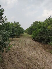 Obraz premium Agricultural field ready to plant seeds 