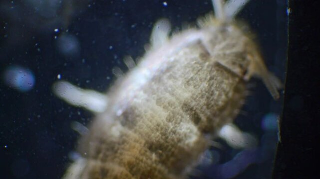 A close-up microscopic shot of a silverfish in slow motion, showing its silver body, long, thread-like antennae, and the three bristles at the tail.