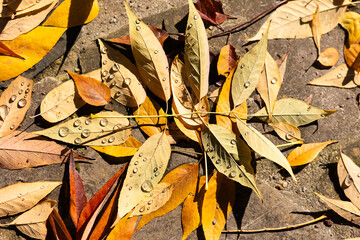 feuilles d'automne  au sol