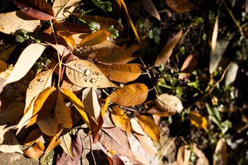 feuilles d'automne avec gouttes de rosée