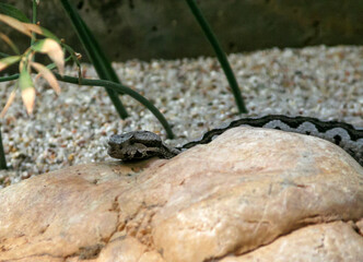 A small snake is peacefully laying on a large rock, soaking up the suns warmth in its natural habitat, enjoying the tranquil environment