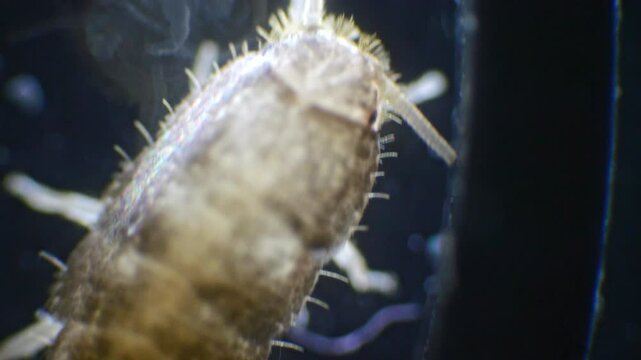 A silverfish insect magnified under a microscope, showing its shiny, silver body, long antennae, and three bristles at the tip of its tail in slow motion.