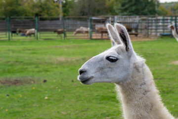 Obraz premium Llama standing in a grassy outdoor enclosure at a zoo. Animal portrait photography.