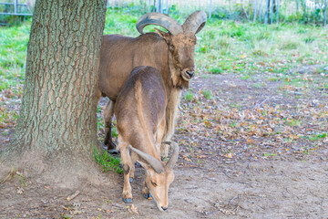 Two mountain goats standing near a tree in an outdoor enclosure. Animal photography.