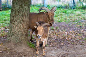 Two mountain goats standing near a tree in an outdoor enclosure. Animal photography.