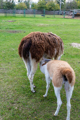 Llama standing in a grassy outdoor enclosure at a zoo. Animal portrait photography.