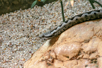 A small snake is peacefully laying on a large rock, soaking up the suns warmth in its natural habitat, enjoying the tranquil environment