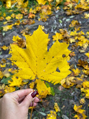 autumn leaves in the park autumn landscape