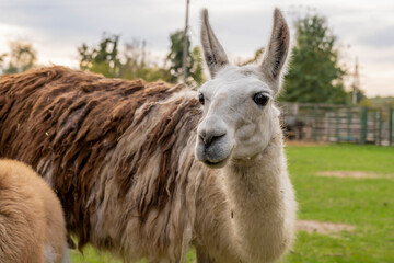 Obraz premium Llama standing in a grassy outdoor enclosure at a zoo. Animal portrait photography.
