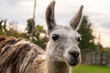Obraz premium Llama standing in a grassy outdoor enclosure at a zoo. Animal portrait photography.