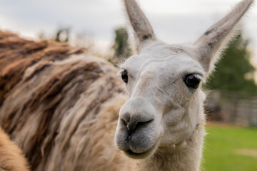 Fototapeta premium Llama standing in a grassy outdoor enclosure at a zoo. Animal portrait photography.